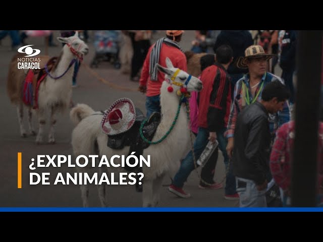 ⁣Llama murió en medio de presunto caso de maltrato animal en Bogotá