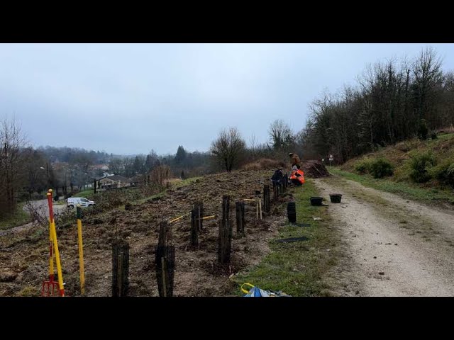 ⁣Meuse : 80 arbres plantés pour protéger les forêts du département