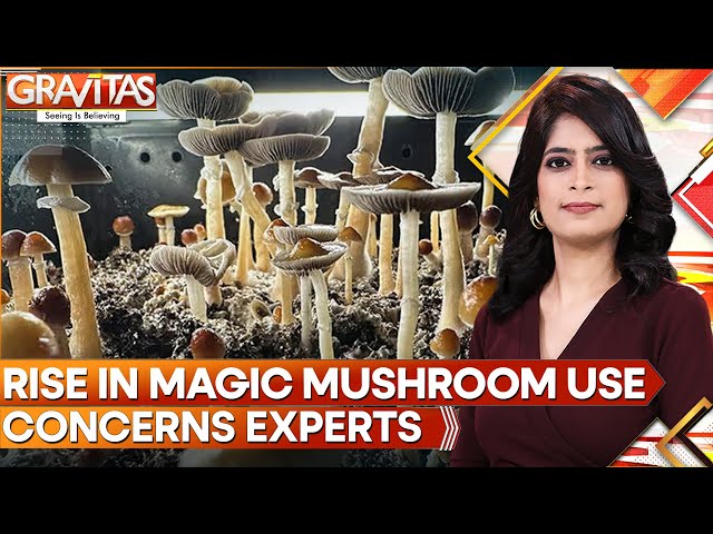 ⁣Rise In Magic Mushroom Use Sparks Concerns; Experts Warn Of Mental Health Risks | GRAVITAS