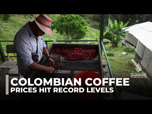 ⁣Colombian coffee farmers thrive on high prices but face volatile markets and climate uncertainty