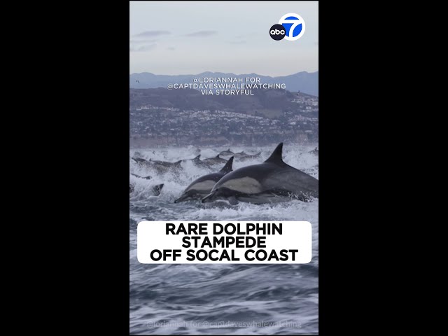 ⁣Rare dolphin stampede stuns off SoCal coast