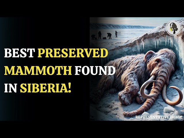 ⁣Best Preserved Mammoth Found In Siberia! | WION Podcast