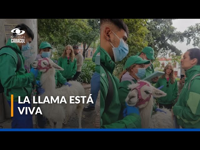 ⁣Luna, la llama que se desplomó en el centro de Bogotá está viva: la Alcaldía se pronunció