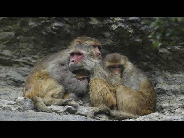 ⁣Il fait frisquet ? Les singes sauvages sur l'île japonaise de Shodoshima le pensent aussi