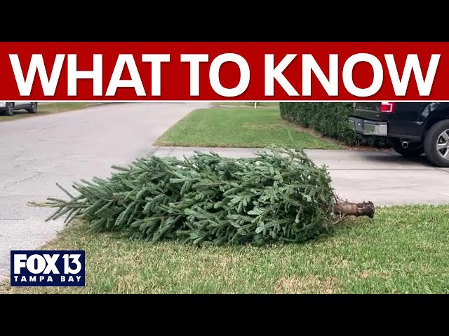 ⁣Guidelines to Christmas tree pick up