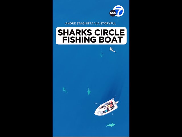 ⁣Sharks circle fishing boat