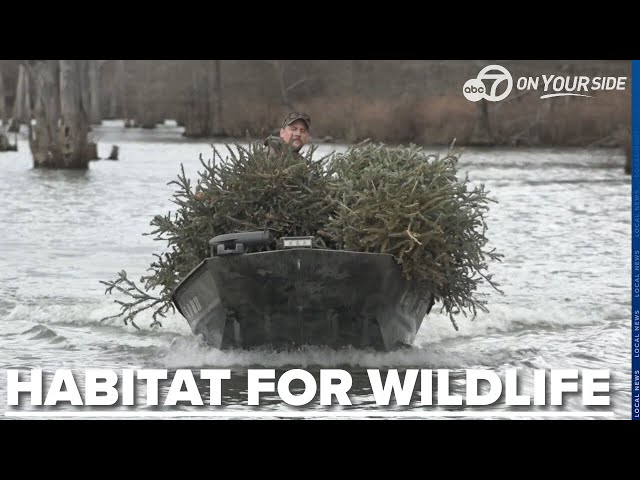 ⁣AGFC invites residents to recycle Christmas trees for fish habitat creation