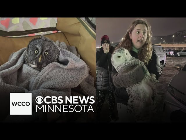 ⁣Minnesota woman saves two owls on two separate occasions