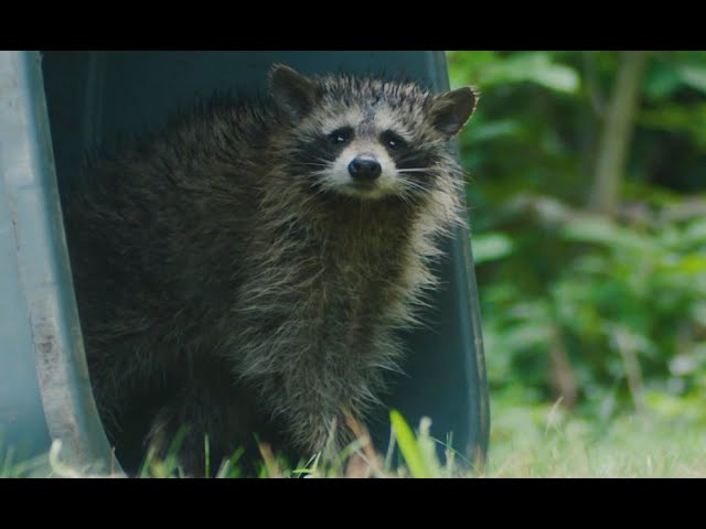 ⁣Longmont's animal control officials warn of spike in sick raccoons in Colorado