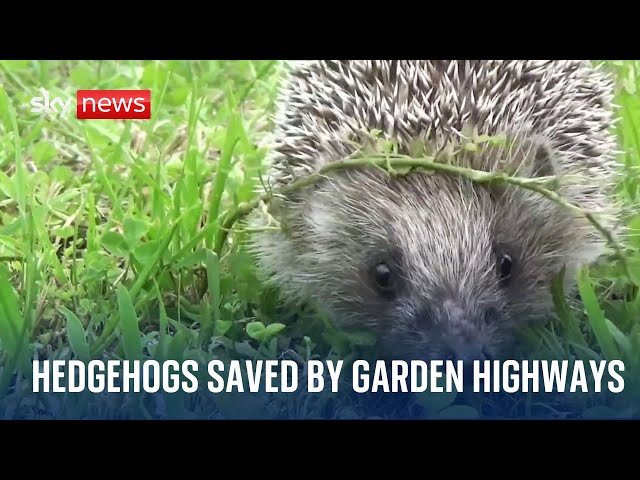 ⁣Highways saving hedgehogs whose numbers have fallen by 75% since 2000