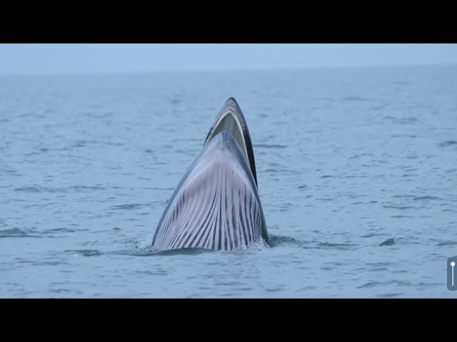 ⁣A whale of a time! Bryde's whales thrive at Weizhou Island in Guangxi