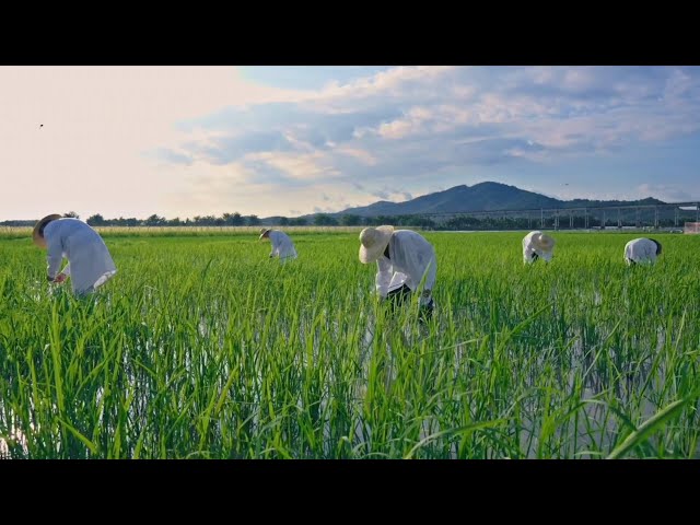 ⁣GLOBALink | Faces of China: High-tech seed breeding in Hainan