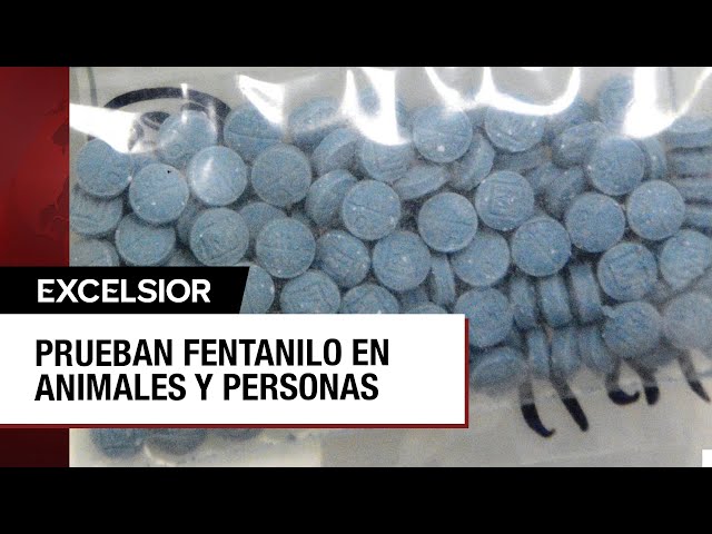 ⁣Narcos utilizan a indigentes y animales para probar fentanilo experimental