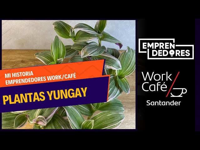 ⁣Plantas Yungay: Tips y productos para cuidar tus amadas plantas