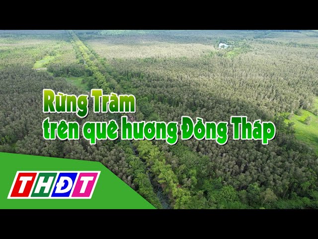 ⁣Rừng tràm trên quê hương Đồng Tháp | Em yêu quê mình - 1/11/2024 | THDT