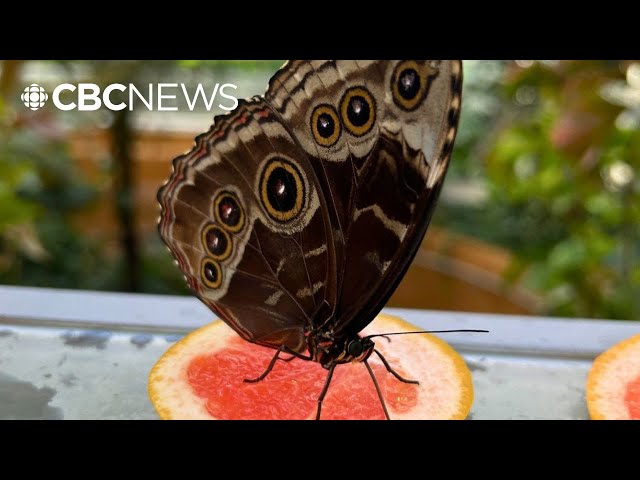 ⁣How Montreal’s Insectarium is using AI for research – and to make visits more interactive