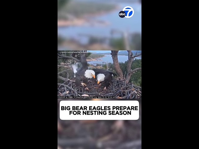 ⁣Famous Big Bear eagles Jackie and Shadow prepare for nesting season