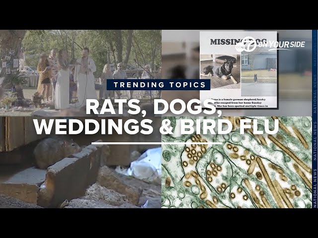 ⁣Wedding vow rap, rat contraceptives in the city and more trending this week