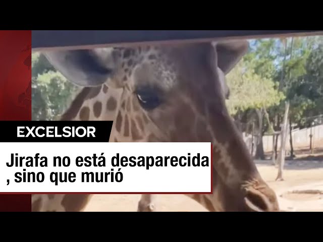 ⁣Jirafa reportada como desaparecida en Zoológico de Culiacán murió el 15 de septiembre