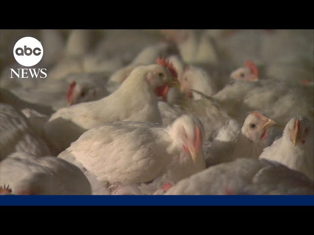 ⁣Bird flu mutated inside US patient: CDC