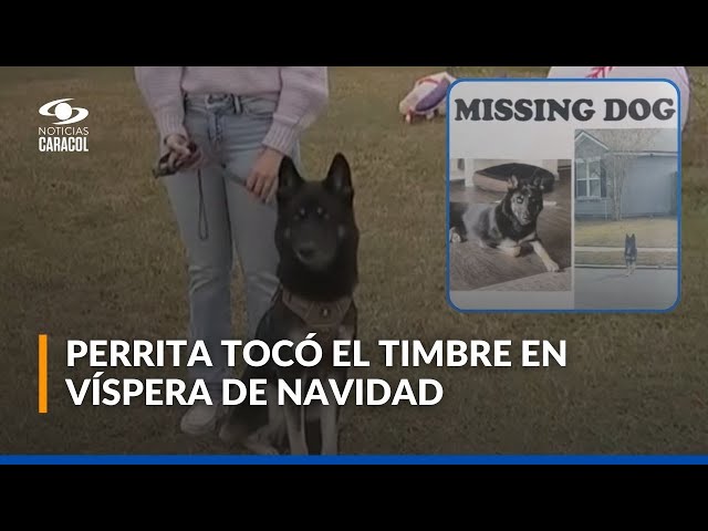 ⁣Mascota perdida apareció en la víspera de Navidad: conmovedor video