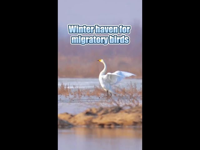 ⁣Xinjiang's Shache: winter haven for migratory birds