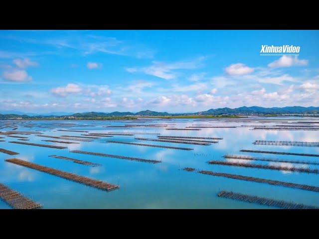 ⁣Oyster economy unleashes new vitality in south China county