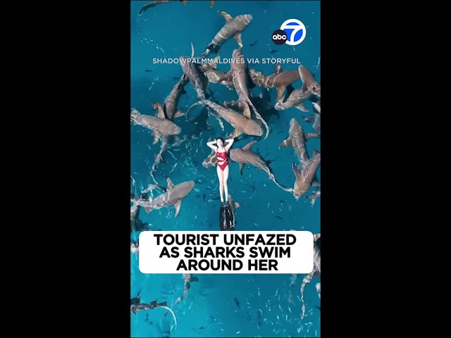 ⁣Tourist unfazed as sharks swim all around her in Maldives