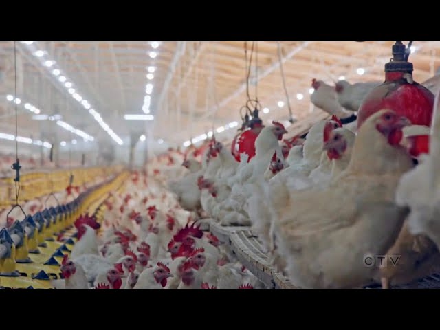 ⁣Experts concerned about possible bird flu spread in humans