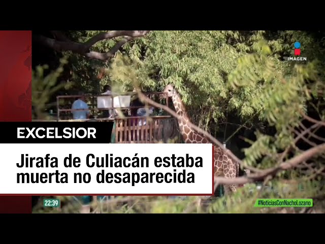 ⁣¿Qué pasó con la jirafa que presuntamente había desaparecido del Zoológico de Culiacán?