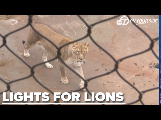 ⁣Little Rock Zoo seeks to raise money to help recover more lions