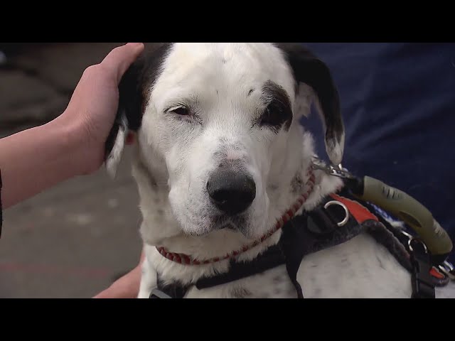 ⁣Denver man and his dog recover after injuries in shooting, "Don't mess with Texas."