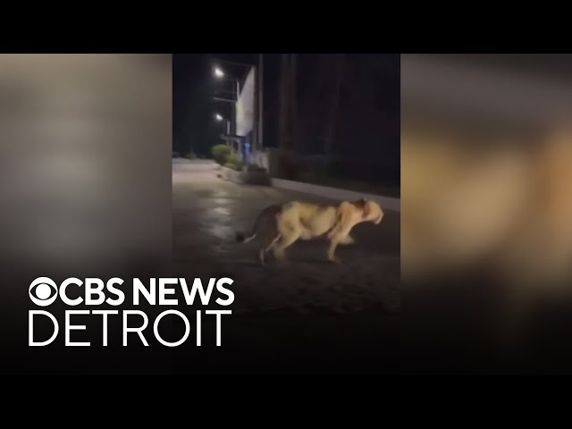 ⁣Fake video claiming lions running loose in Detroit causes social media uproar