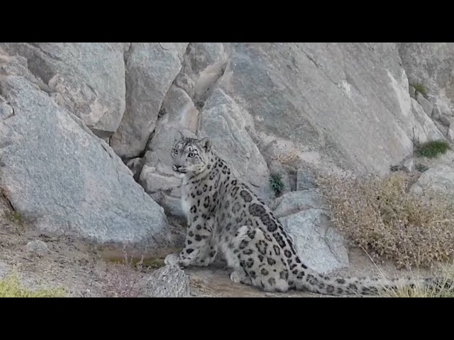 ⁣Snow leopard spotted again after a decade in Gansu's Mazong Mountain