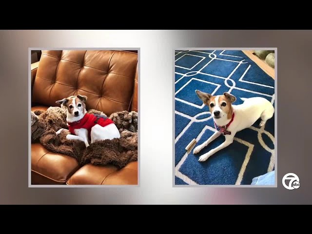 ⁣Wyandotte woman warns other pet owners after her dog is mauled by coyotes