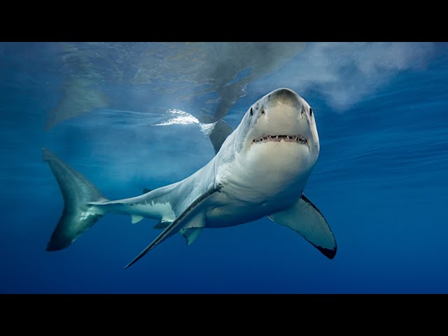 ⁣Man dies after horror shark attack off Central Queensland coast