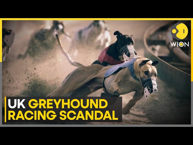 ⁣UK Greyhound Racing Scandal: Illegal Use Of Human 'Birth Control Pills' | World News | WIO