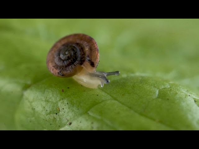 ⁣UK zoo breeds and releases endangered snail onto Atlantic island