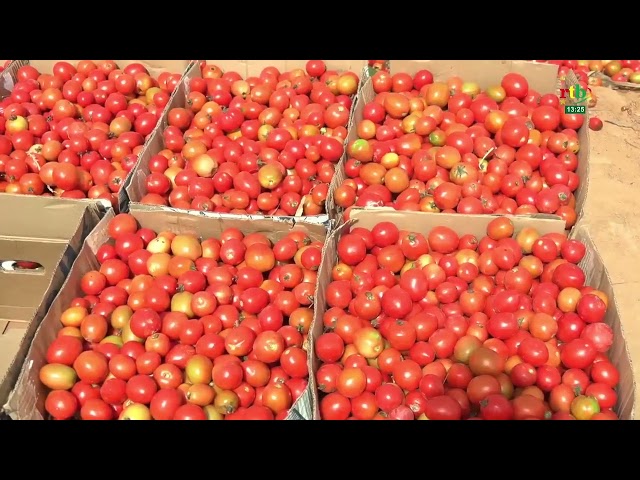 ⁣Offensive agropastorale: l’Association des Maraîcher de Yilou lance la récolte de tomates