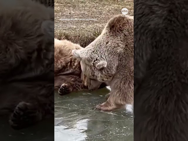 ⁣Bears enjoy frozen pond at NY sanctuary