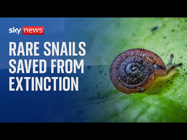 ⁣Tiny snails brought back from the brink