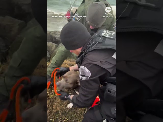 ⁣Man and dog rescued from rough waters