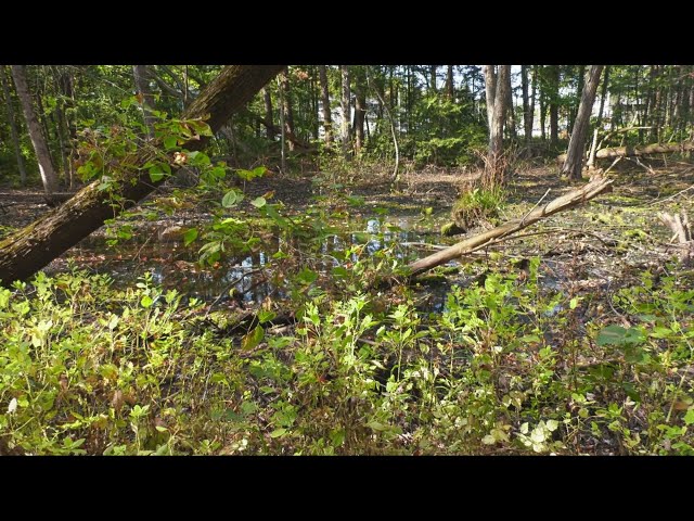 ⁣Doctors in Ontario prescribing patients to get outside in nature | New nature program