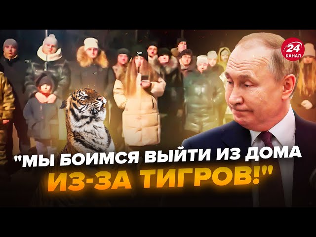 ⁣Росіяни порвали мережу зверненням до Путіна (ВІДЕО)! ПЕРЕЛЯКАНІ не на жарт через ТИГРІВ. Подивіться