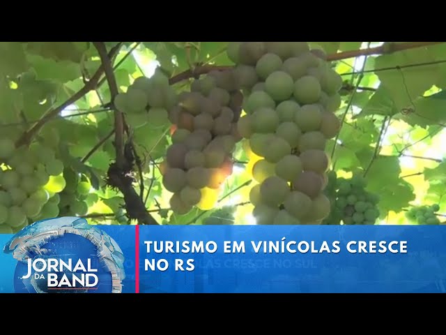 ⁣Cresce o turismo em vinícolas no RS | Jornal da Band