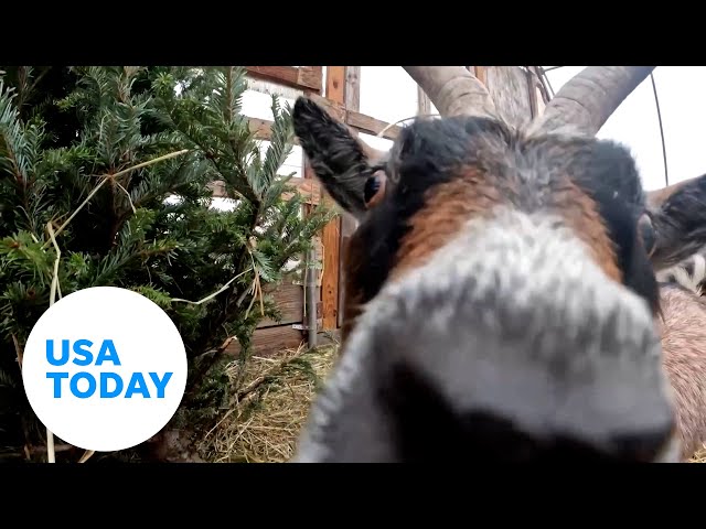 ⁣One eco-friendly way to recycle Christmas trees: feed them to goats | USA TODAY