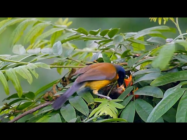 ⁣The "fairy bird" makes its grand return to east China's Jiangxi Province