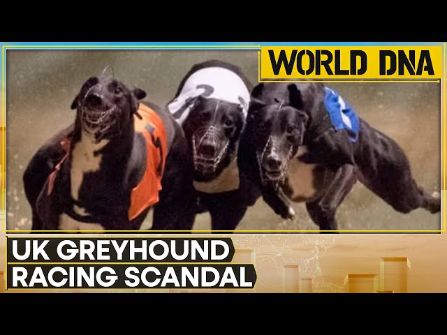 ⁣UK Greyhound Racing Scandal: Illegal Use Of Human 'Birth Control Pills' | World DNA