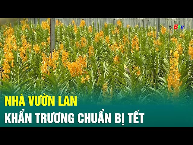 ⁣Nhà vườn lan khẩn trương chuẩn bị Tết