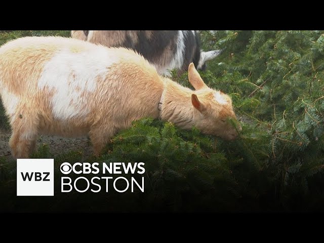 ⁣This Massachusetts farm will take your old Christmas tree and feed it to their goats